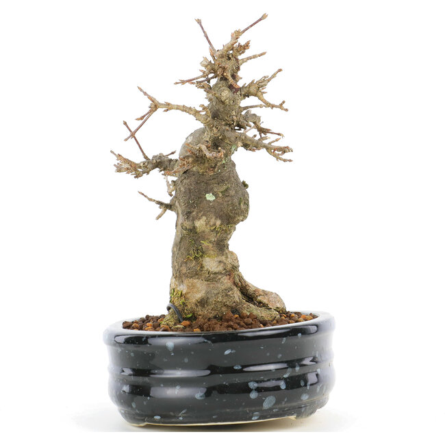 Acer buergerianum, 15,5 cm, ± 20 years old