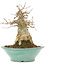 Acer buergerianum, 17,5 cm, ± 20 jaar oud