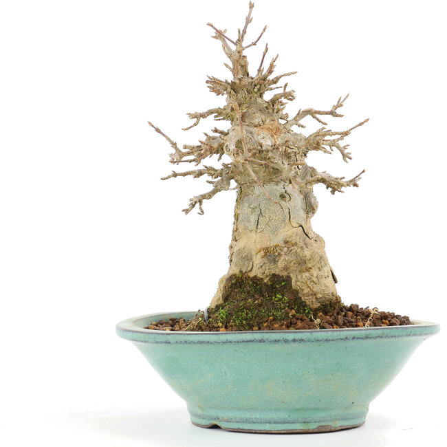 Acer buergerianum, 17,5 cm, ± 20 Jahre alt