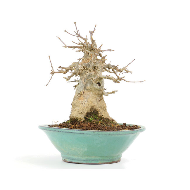 Acer buergerianum, 17,5 cm, ± 20 Jahre alt