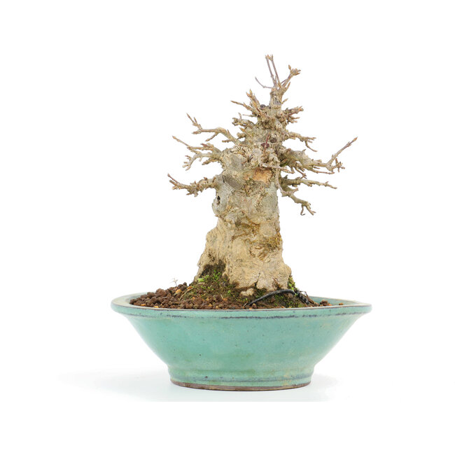 Acer buergerianum, 17,5 cm, ± 20 years old