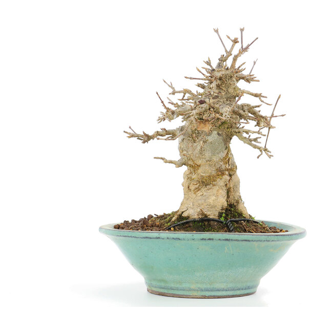 Acer buergerianum, 17,5 cm, ± 20 Jahre alt