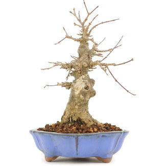 Acer buergerianum, 17 cm, ± 20 anni