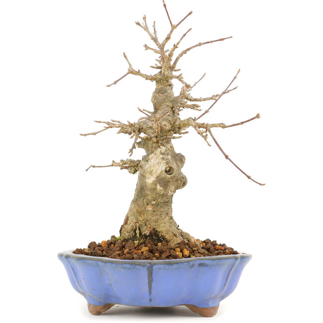 Acer buergerianum, 17 cm, ± 20 anni