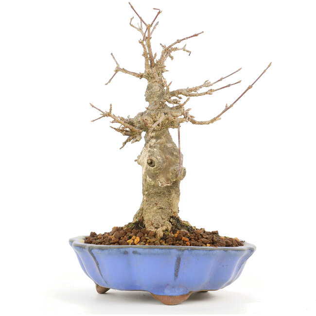 Acer buergerianum, 17 cm, ± 20 Jahre alt