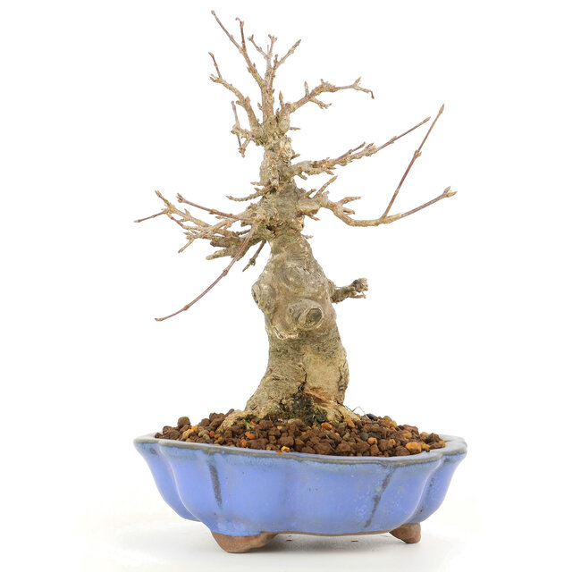 Acer buergerianum, 17 cm, ± 20 Jahre alt