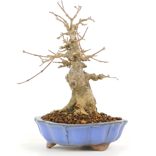 Acer buergerianum, 17 cm, ± 20 Jahre alt