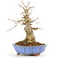 Acer buergerianum, 17 cm, ± 20 jaar oud