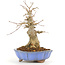 Acer buergerianum, 17 cm, ± 20 years old