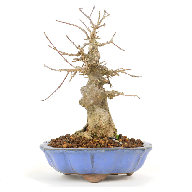 Acer buergerianum, 17 cm, ± 20 Jahre alt