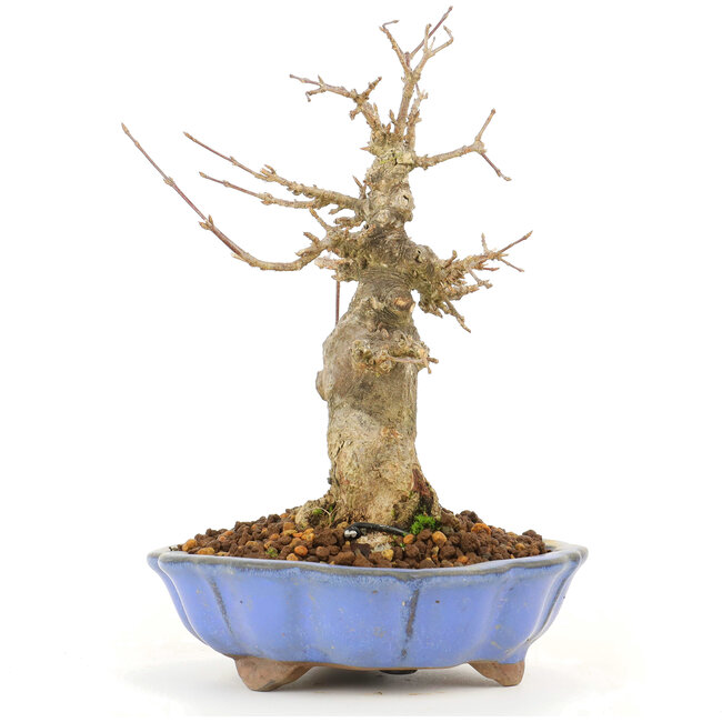 Acer buergerianum, 17 cm, ± 20 Jahre alt