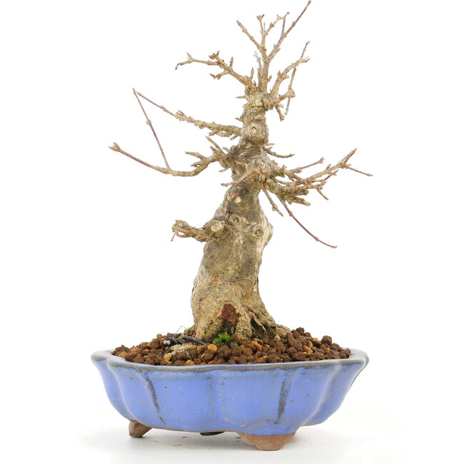 Acer buergerianum, 17 cm, ± 20 Jahre alt