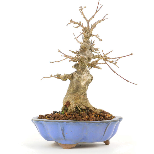 Acer buergerianum, 17 cm, ± 20 Jahre alt