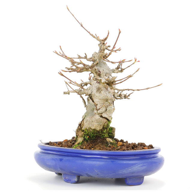 Acer buergerianum, 17 cm, ± 20 Jahre alt