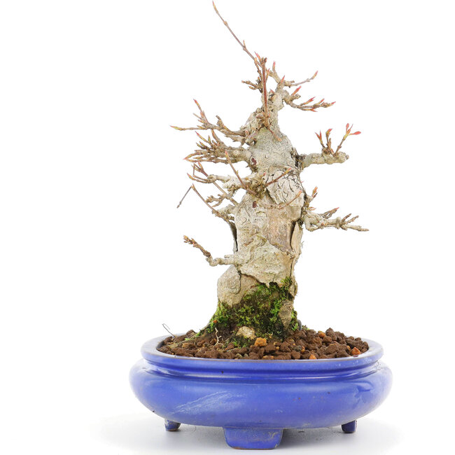 Acer buergerianum, 17 cm, ± 20 Jahre alt