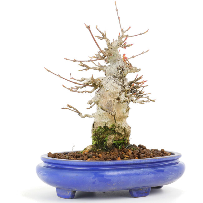 Acer buergerianum, 17 cm, ± 20 Jahre alt