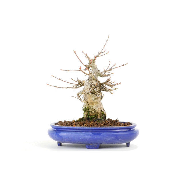 Acer buergerianum, 17 cm, ± 20 Jahre alt