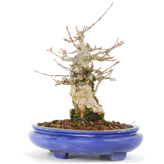 Acer buergerianum, 17 cm, ± 20 Jahre alt