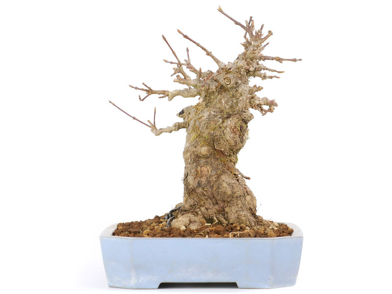 Acer buergerianum, 14,5 cm, ± 20 jaar oud