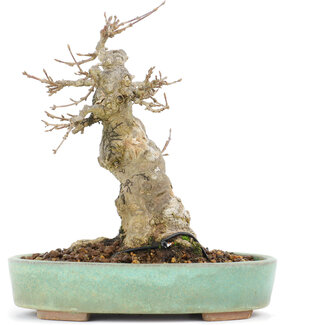 Acer buergerianum, 17 cm, ± 20 jaar oud