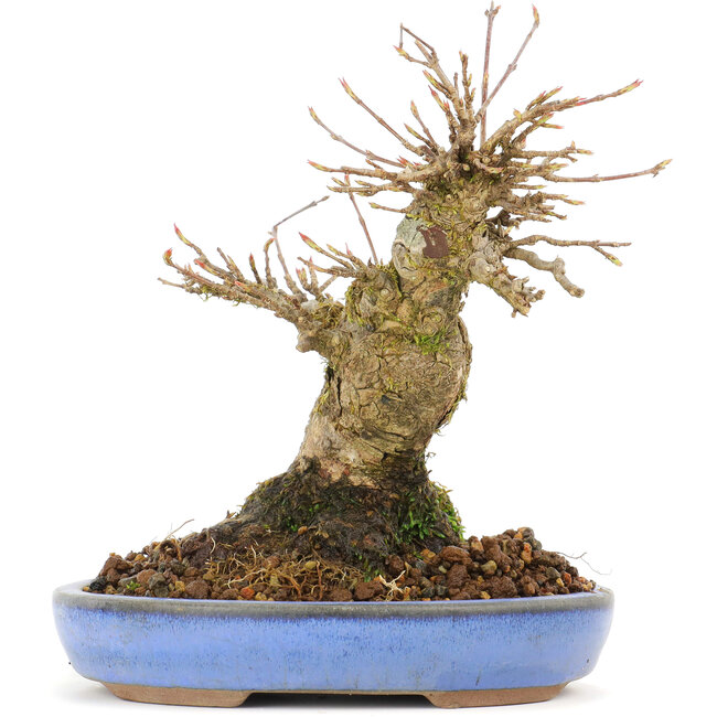 Acer buergerianum, 14,5 cm, ± 20 Jahre alt