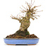 Acer buergerianum, 14,5 cm, ± 20 anni