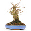 Acer buergerianum, 14,5 cm, ± 20 anni