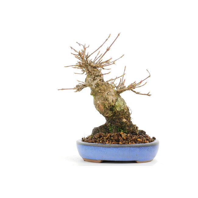 Acer buergerianum, 14,5 cm, ± 20 jaar oud