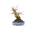 Acer buergerianum, 14,5 cm, ± 20 anni