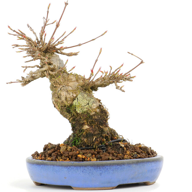Acer buergerianum, 14,5 cm, ± 20 jaar oud