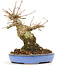 Acer buergerianum, 14,5 cm, ± 20 anni