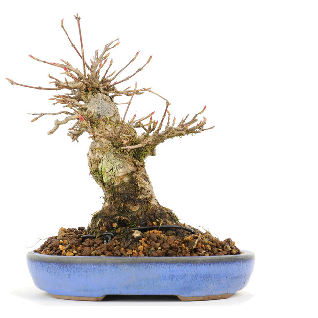 Acer buergerianum, 14,5 cm, ± 20 años