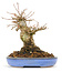 Acer buergerianum, 14,5 cm, ± 20 anni