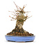 Acer buergerianum, 14,5 cm, ± 20 anni