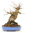 Acer buergerianum, 14,5 cm, ± 20 anni