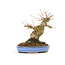 Acer buergerianum, 14,5 cm, ± 20 years old