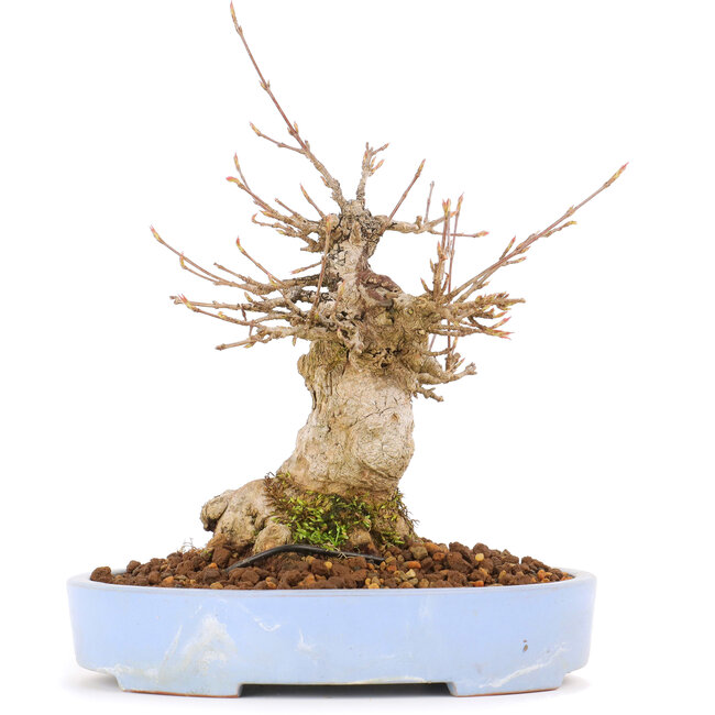 Acer buergerianum, 17 cm, ± 20 jaar oud