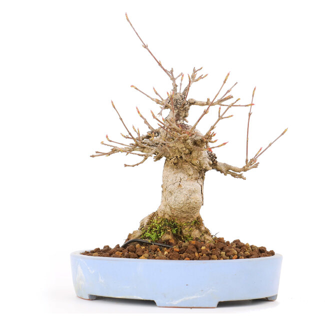 Acer buergerianum, 17 cm, ± 20 jaar oud