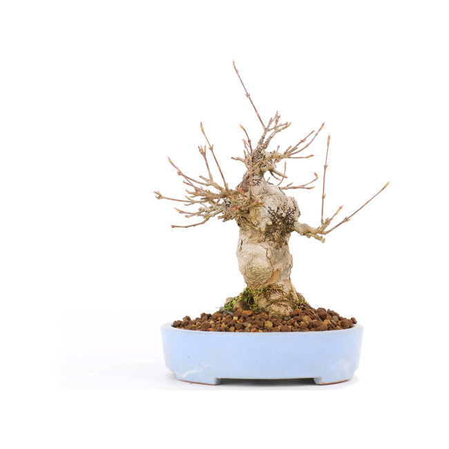 Acer buergerianum, 17 cm, ± 20 years old