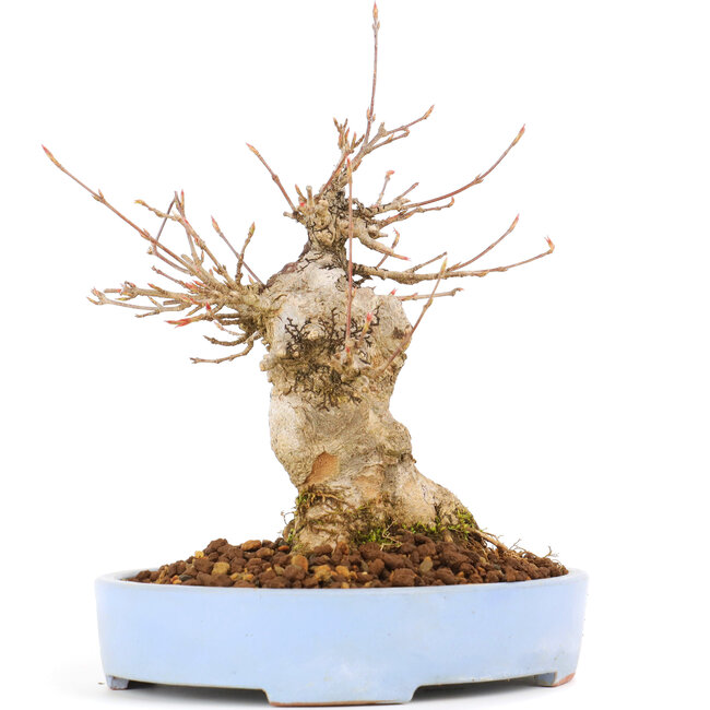 Acer buergerianum, 17 cm, ± 20 years old