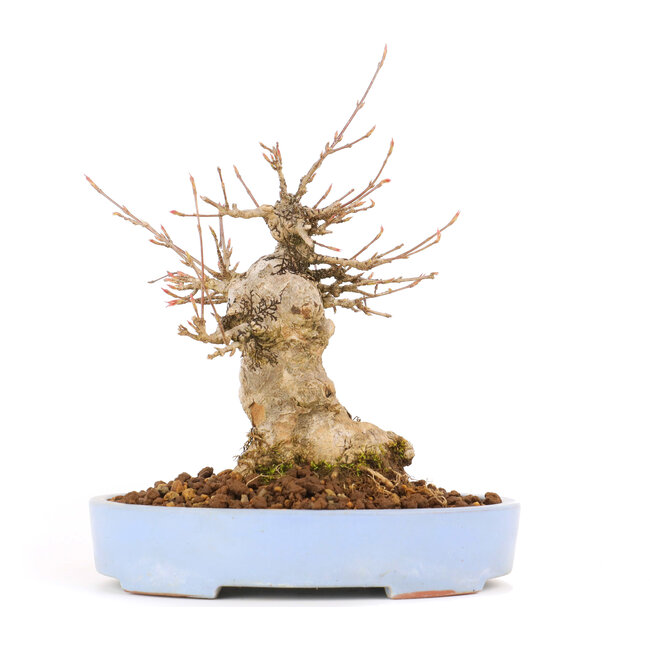 Acer buergerianum, 17 cm, ± 20 jaar oud