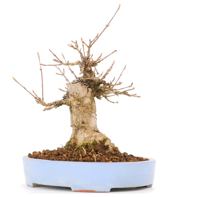 Acer buergerianum, 17 cm, ± 20 jaar oud