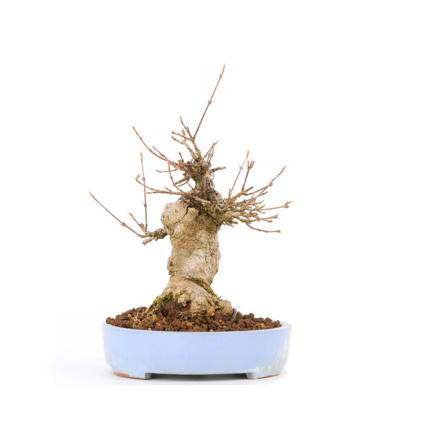 Acer buergerianum, 17 cm, ± 20 jaar oud