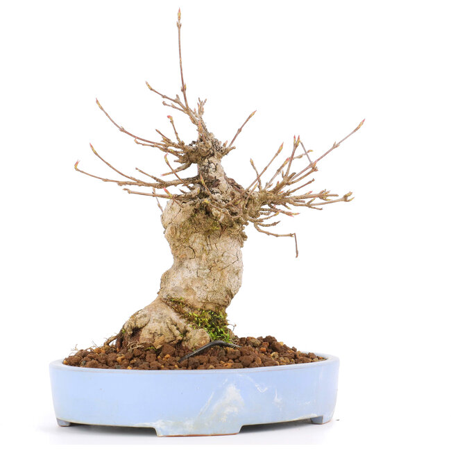 Acer buergerianum, 17 cm, ± 20 jaar oud