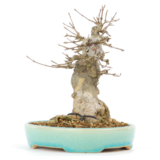 Acer buergerianum, 16 cm, ± 20 años