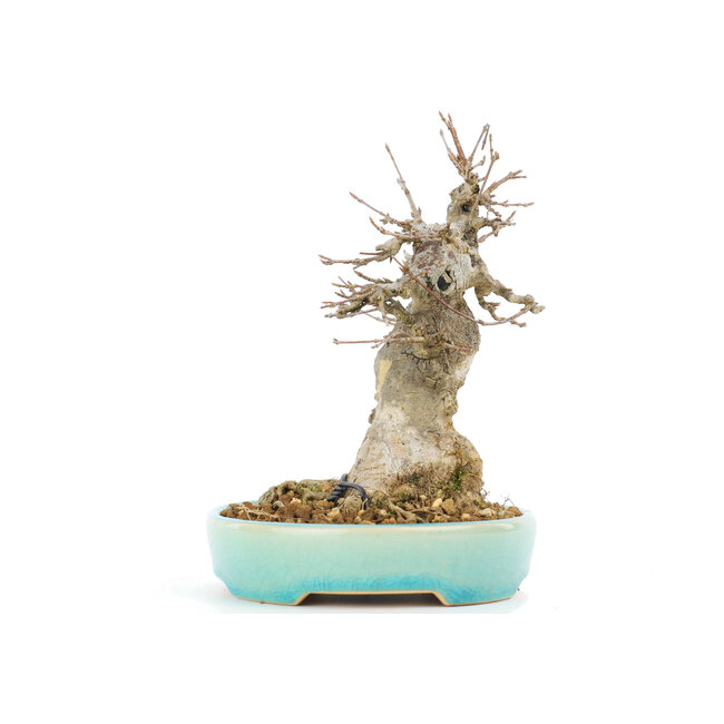 Acer buergerianum, 16 cm, ± 20 years old