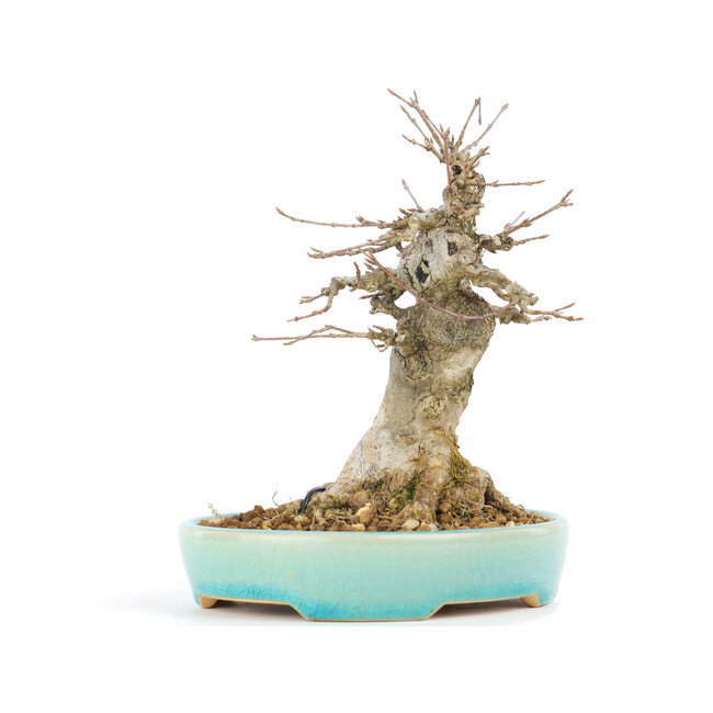 Acer buergerianum, 16 cm, ± 20 jaar oud