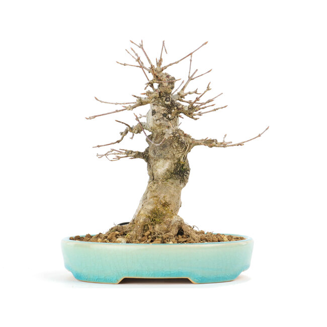 Acer buergerianum, 16 cm, ± 20 jaar oud