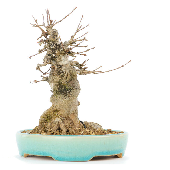 Acer buergerianum, 16 cm, ± 20 Jahre alt