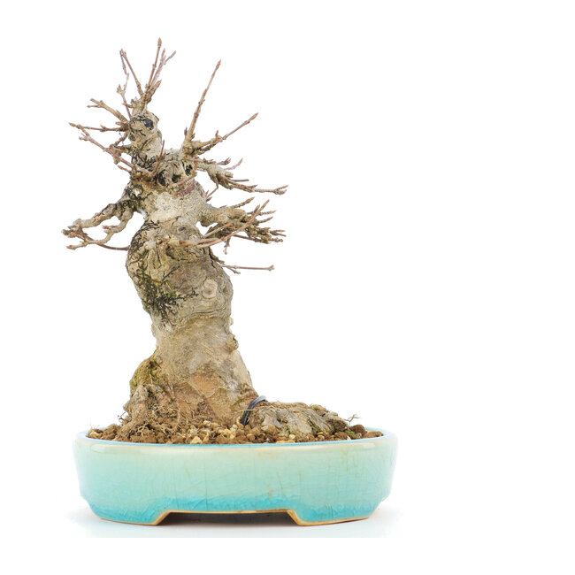 Acer buergerianum, 16 cm, ± 20 años